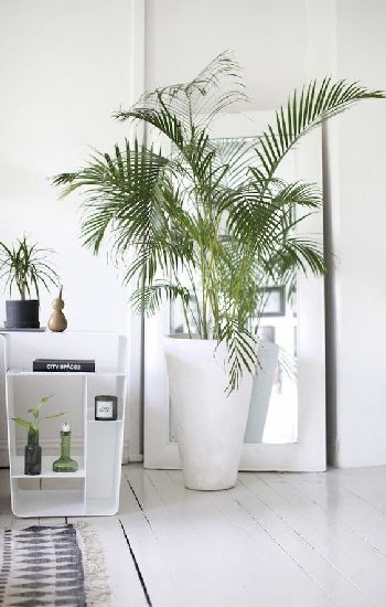 cây cảnh đẹp, cây cảnh để bàn, ô nhiễm không khí